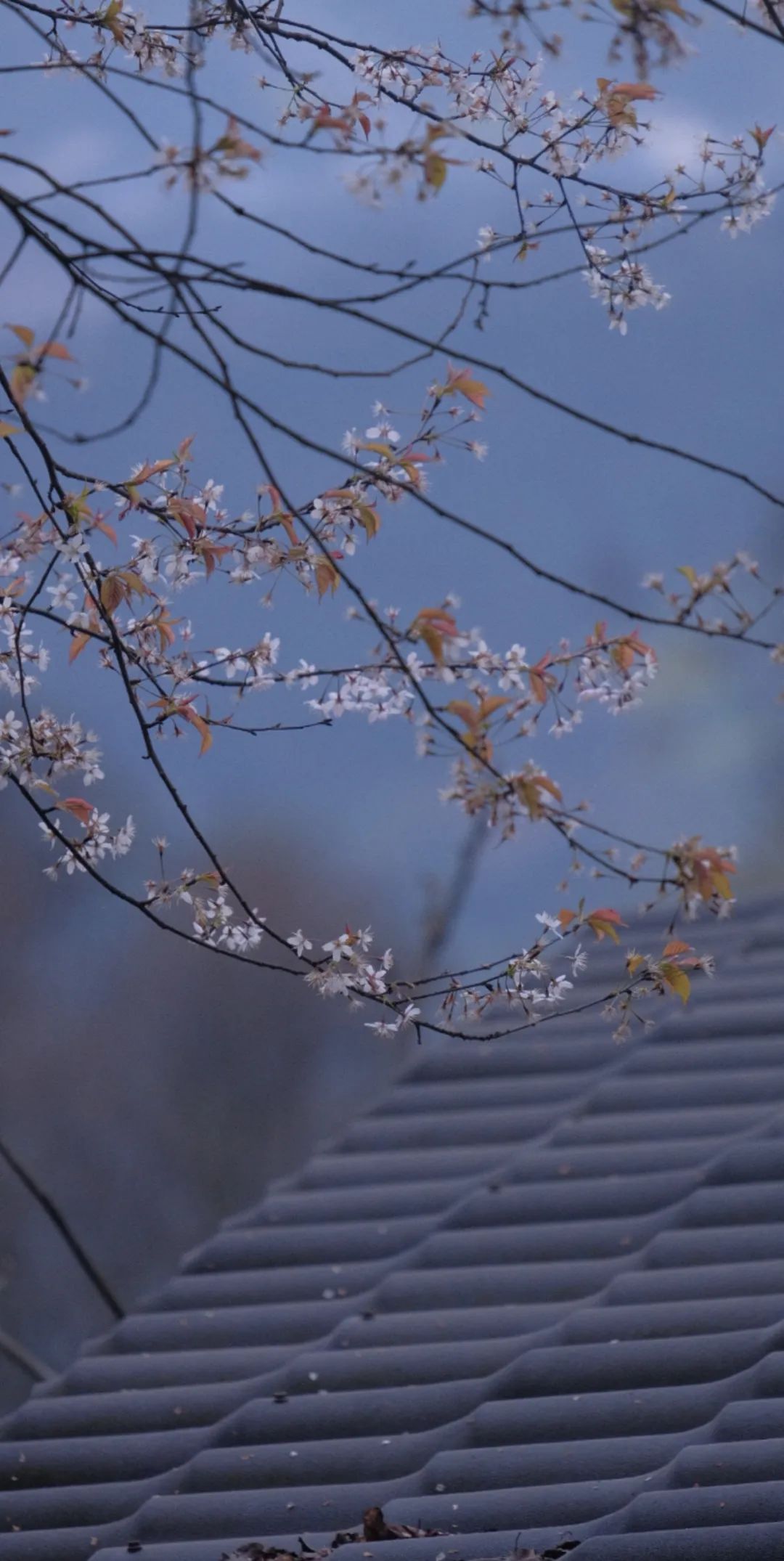 微信图片_20200422220025.jpg 微信图片_20200422220025.jpg